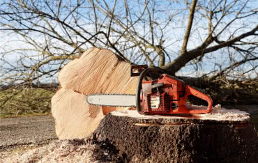 Wycinka drzew na własnej posesji. Zmiany w prawie w 2023 r. 